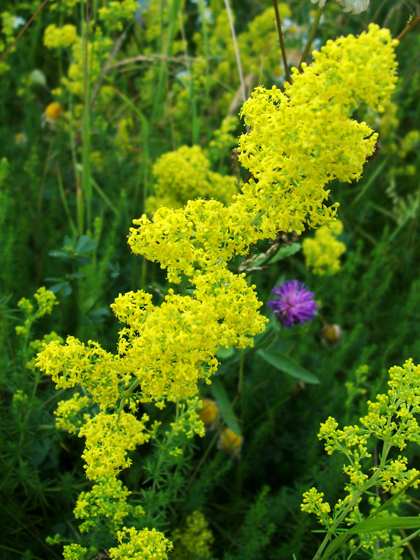 Lady's Bedstraw